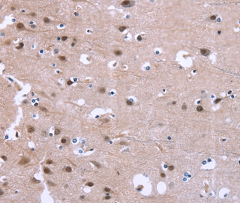 GPR171 Antibody[37604]