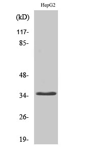 CD34 Polyclonal Antibody[40701
