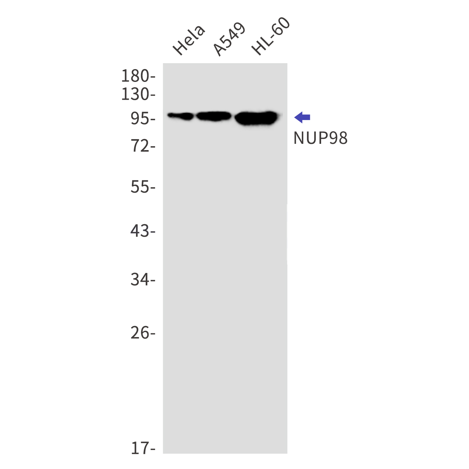 NUP98 Rabbit mAb[52826]