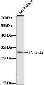 TNFSF12 Rabbit Polyclonal Anti