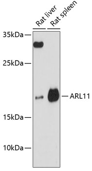 ARL11 Rabbit Polyclonal Antibo