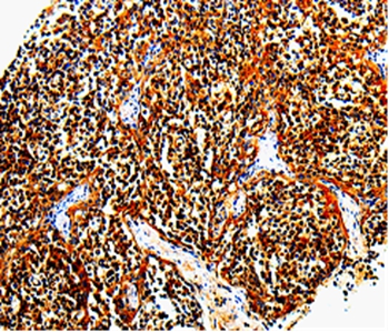 TLR7 Antibody[35578]