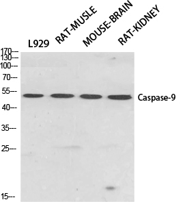 Caspase-9 Polyclonal Antibody[