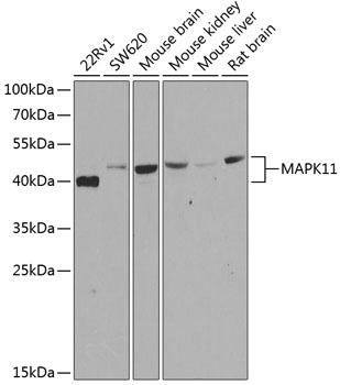 MAPK11 Rabbit Polyclonal Antib