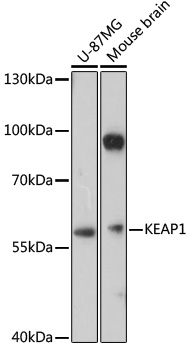 KEAP1 Rabbit Polyclonal Antibo