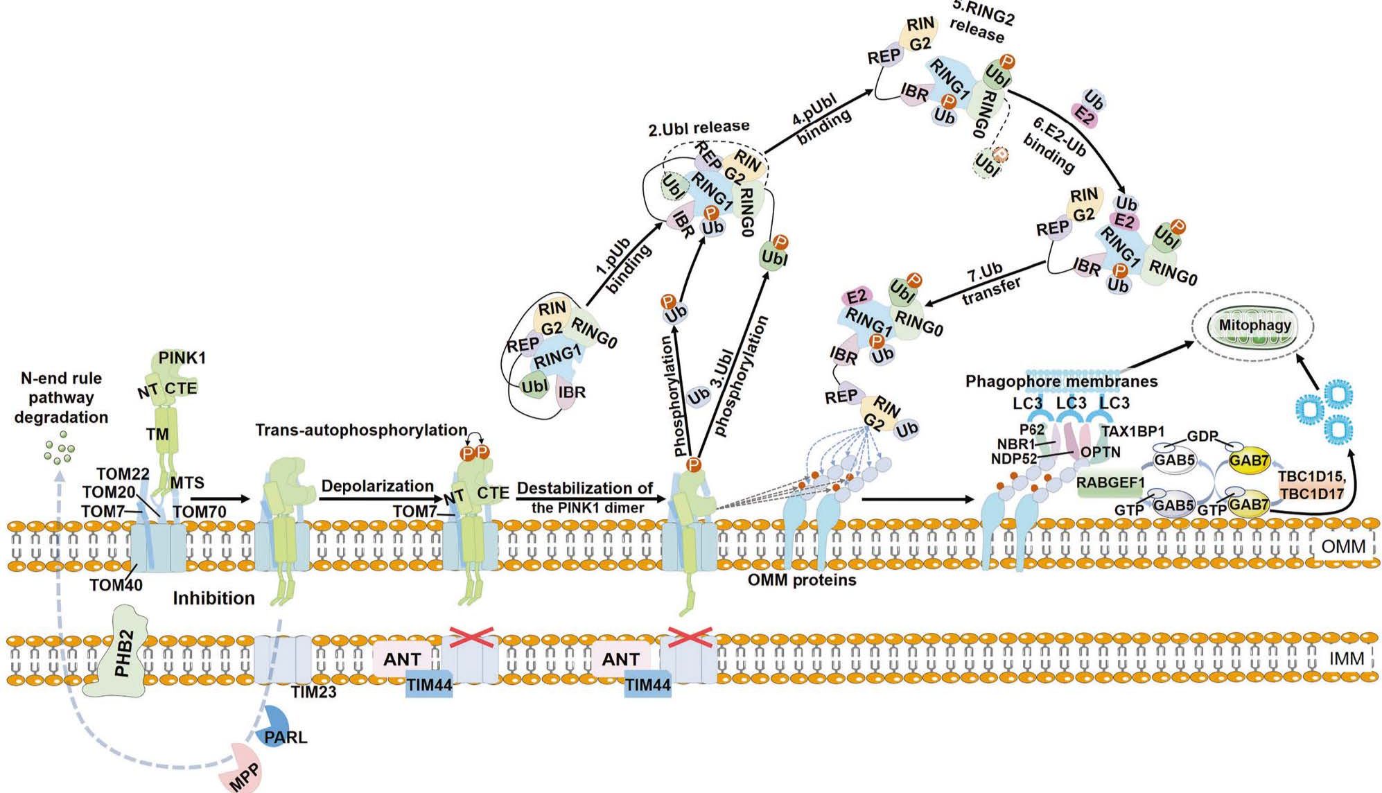 一文读懂线粒体自噬！