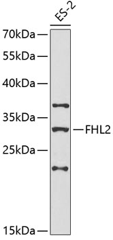 FHL2 Rabbit Polyclonal Antibod