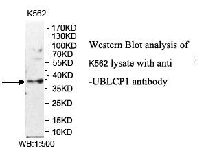 UBLCP1 Antibody[39975]