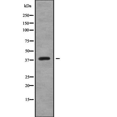 CREB3L4 Antibody[45688]