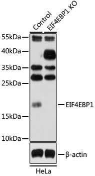 EIF4EBP1 antibody[38227]