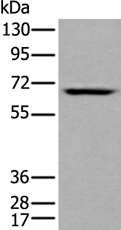 LILRB5 Antibody[43739]