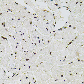 Histone H2A.1 Rabbit Polyclona