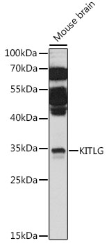 KITLG Rabbit Polyclonal Antibo