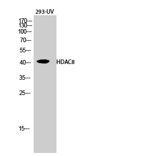HDAC8 Polyclonal Antibody[4100