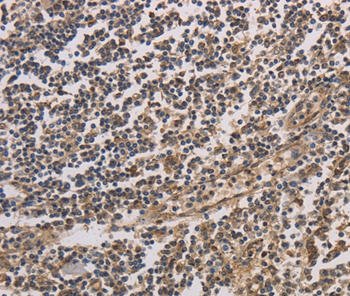 HSF1 Antibody[35770]