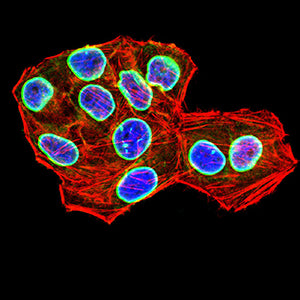 LMNB1 Mouse mAb[63874]