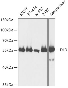 DLD Rabbit Polyclonal Antibody