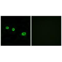 GBP1 Antibody[34250]