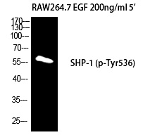 SH-PTP1 (Phospho-Tyr536) Polyc