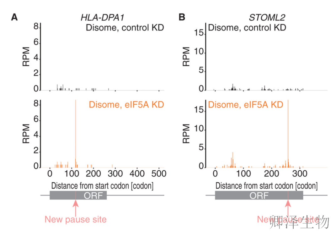 【Disome-seq-经典研究】 |核糖体