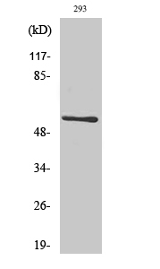 CLK1 Polyclonal Antibody[40759
