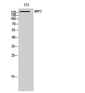 MRP2 Polyclonal Antibody[41166