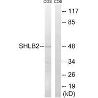 SH3GLB2 Antibody[35045]