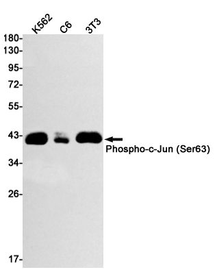 Phospho-c Jun (Ser63) Rabbit m