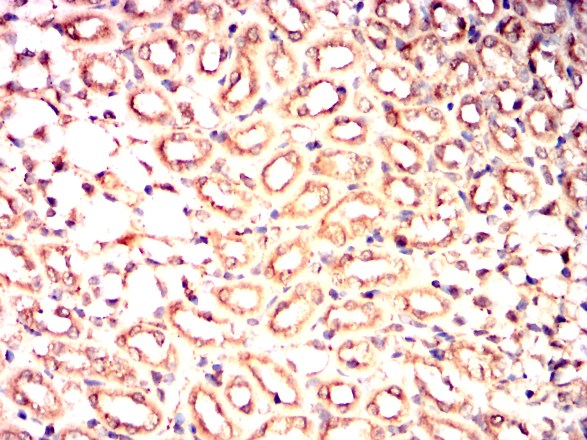 DCX Mouse mAb[63535]