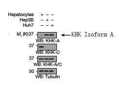 KHK Isoform A Antibody[21708]