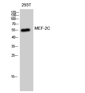 MEF-2C Polyclonal Antibody[411