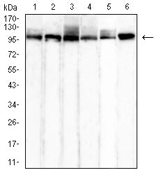 HSP70 Mouse mAb[63751]