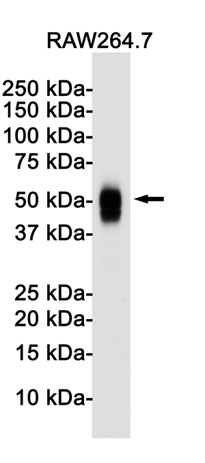 CD63 Rabbit mAb[52108]