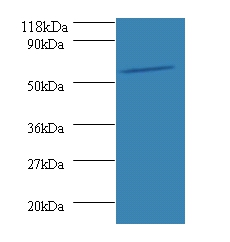 O-phosphoseryl-tRNA(Sec) selen