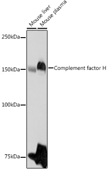 CFH antibody[38390]