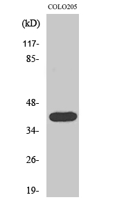Actin α3 Polyclonal Antibody[4