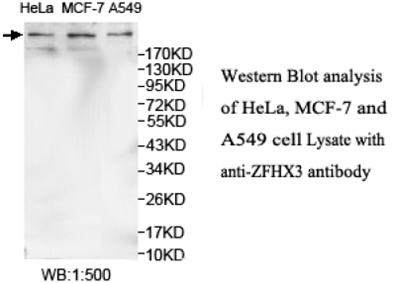 ZFHX3 Antibody[39695]