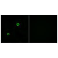 APOL4 Antibody[34433]