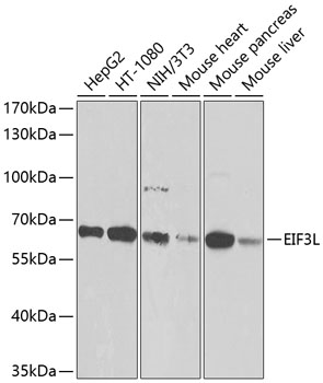EIF3L Rabbit Polyclonal Antibo