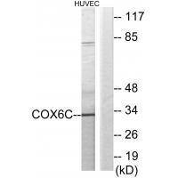 COX6C Antibody[34225]