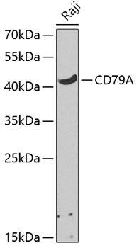 CD79A Rabbit Polyclonal Antibo