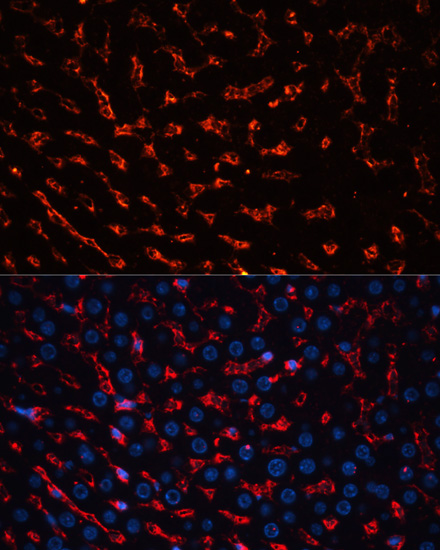 Albumin Rabbit Polyclonal Anti