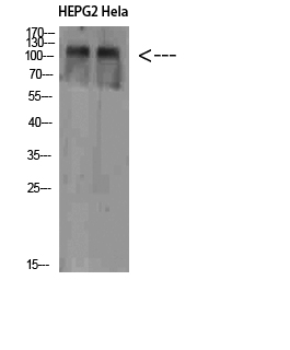 NLRX1 Polyclonal Antibody[4674