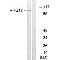 RHG17 Antibody[34988]