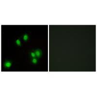 GA45G Antibody[34270]
