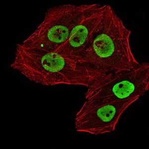 RBBP7 Mouse mAb[64174]