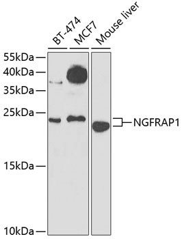 NGFRAP1 Rabbit Polyclonal Anti