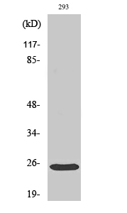Bak Polyclonal Antibody[40633]