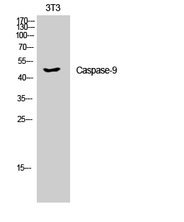 Caspase-9 Polyclonal Antibody[