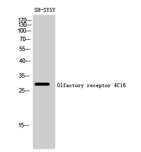 Olfactory receptor 4C16 Polycl